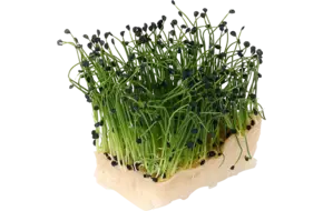 Rock chives cress duo topseal